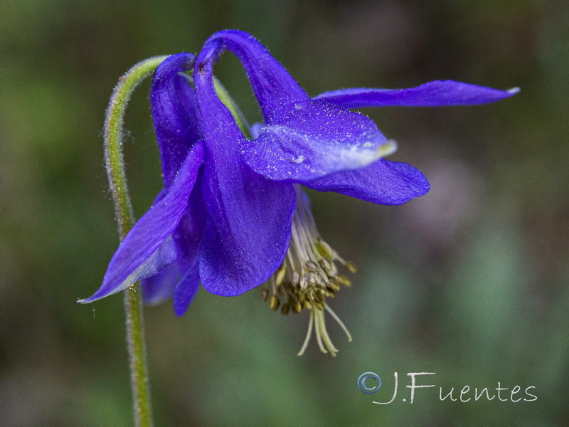 Aquilegia vulgaris vulgaris.06