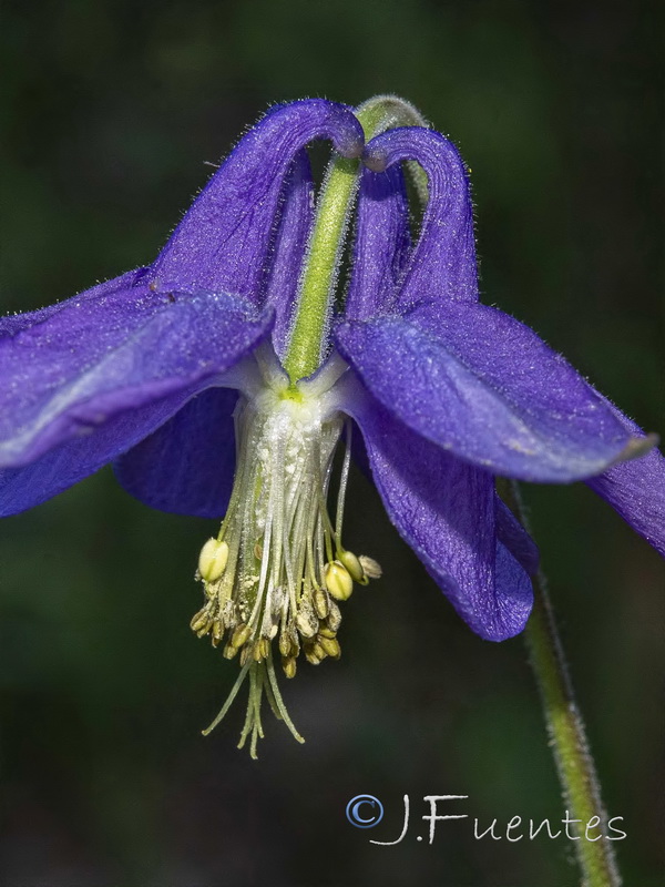 Aquilegia vulgaris vulgaris.07