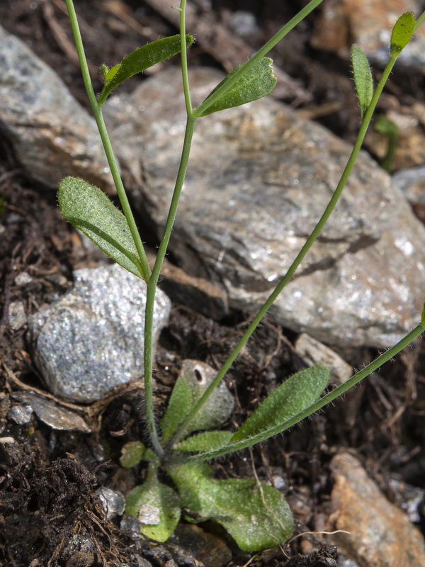 Arabidopsis thaliana.01