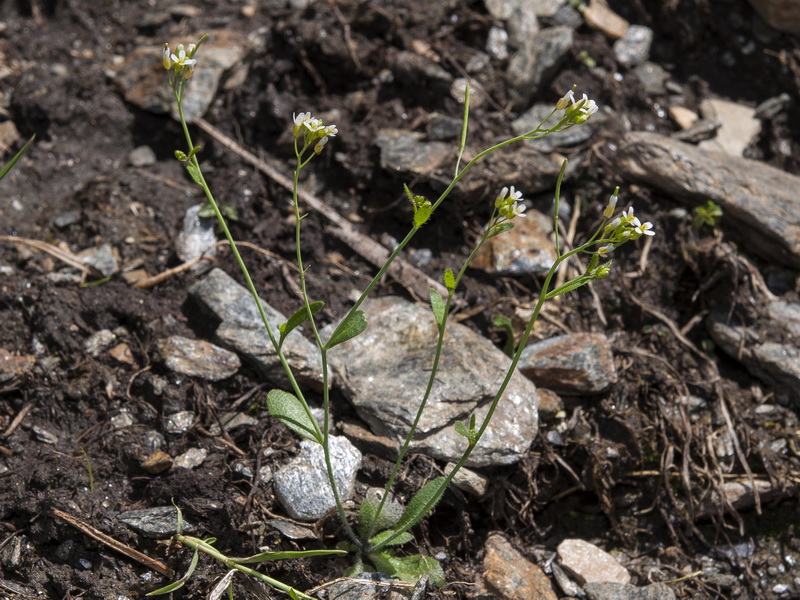 Arabidopsis thaliana.03