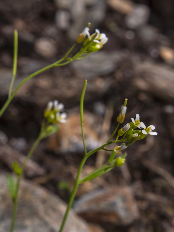 Arabidopsis thaliana.08