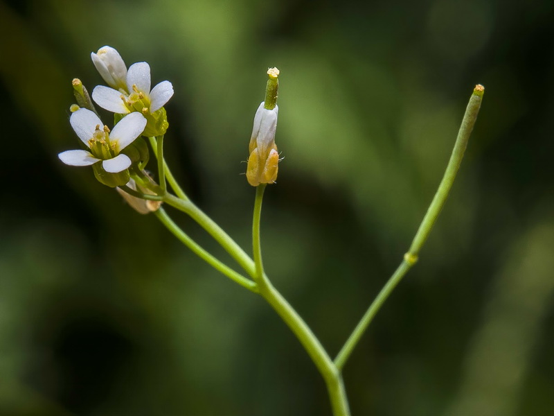 Arabidopsis thaliana.09