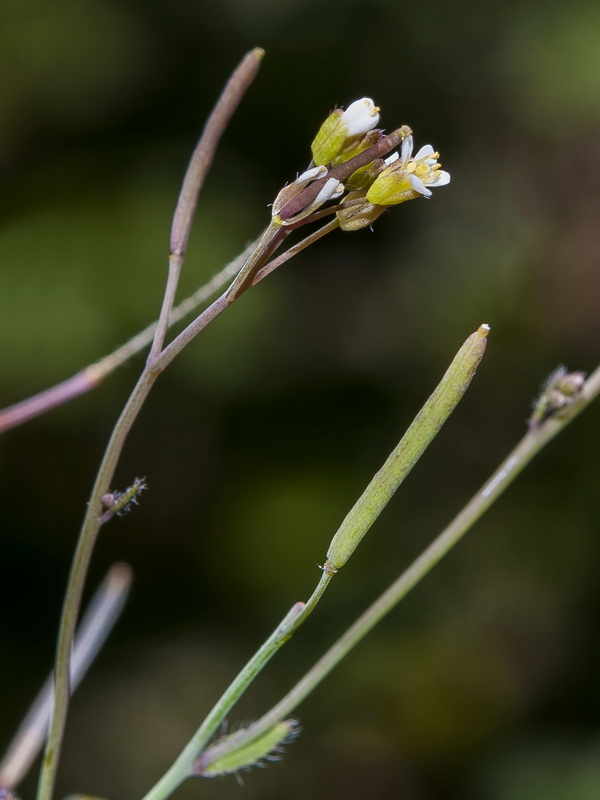 Arabidopsis thaliana.10