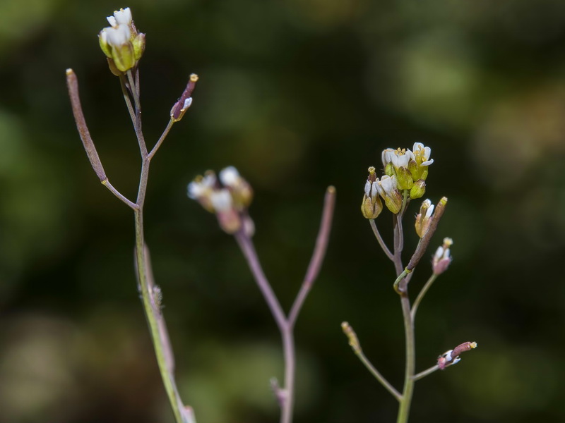 Arabidopsis thaliana.11