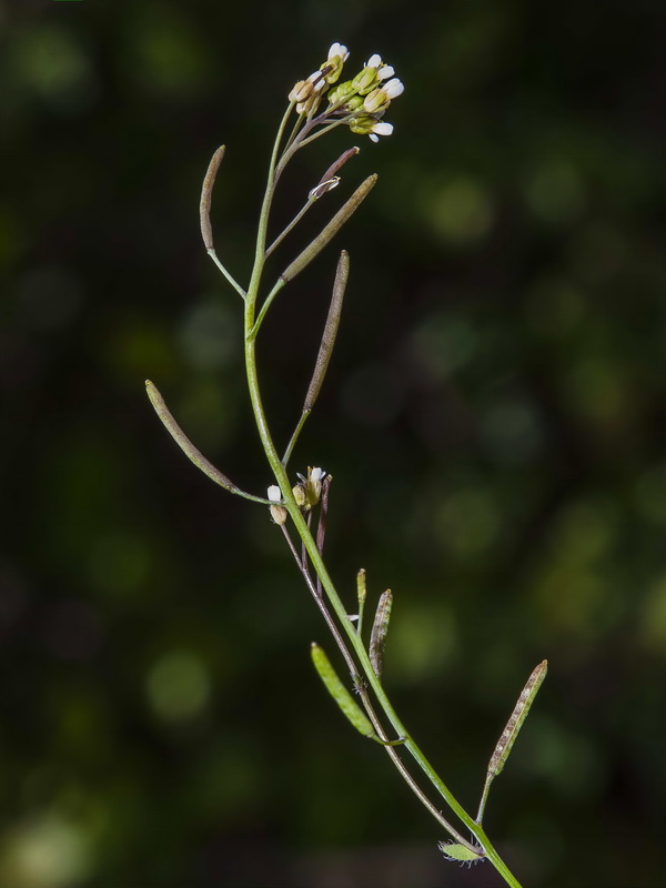 Arabidopsis thaliana.12