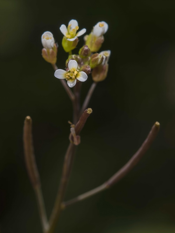 Arabidopsis thaliana.13