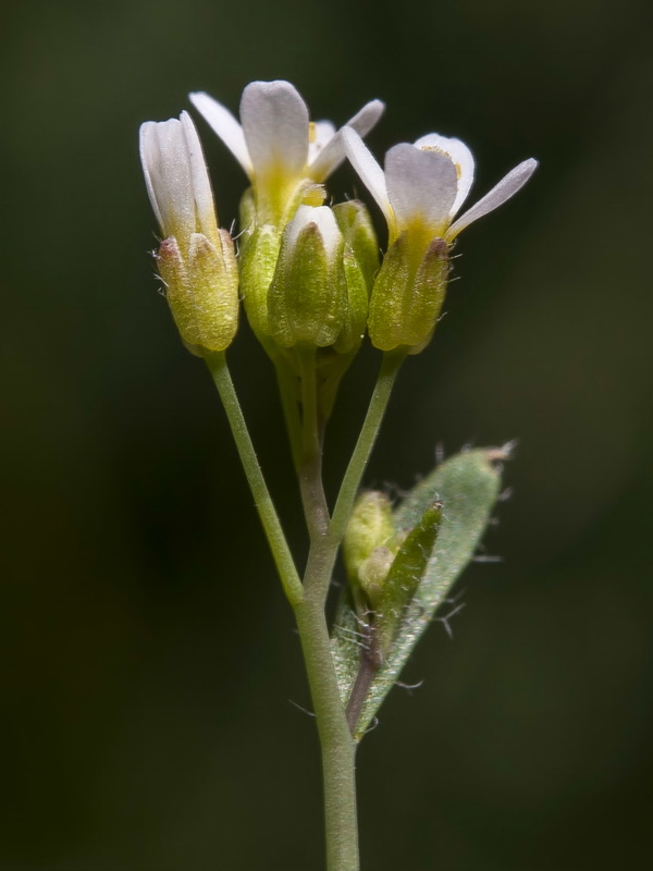 Arabidopsis thaliana.18