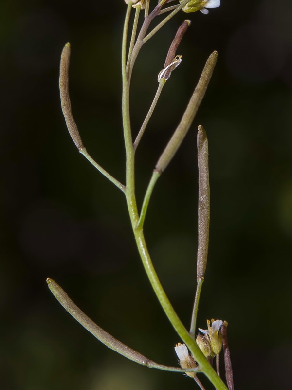 Arabidopsis thaliana.19