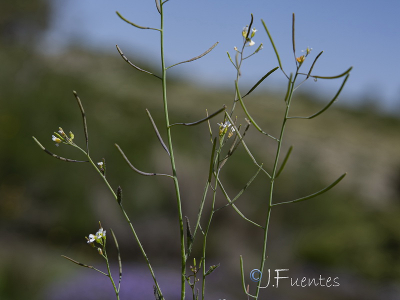 Arabidopsis thaliana.21