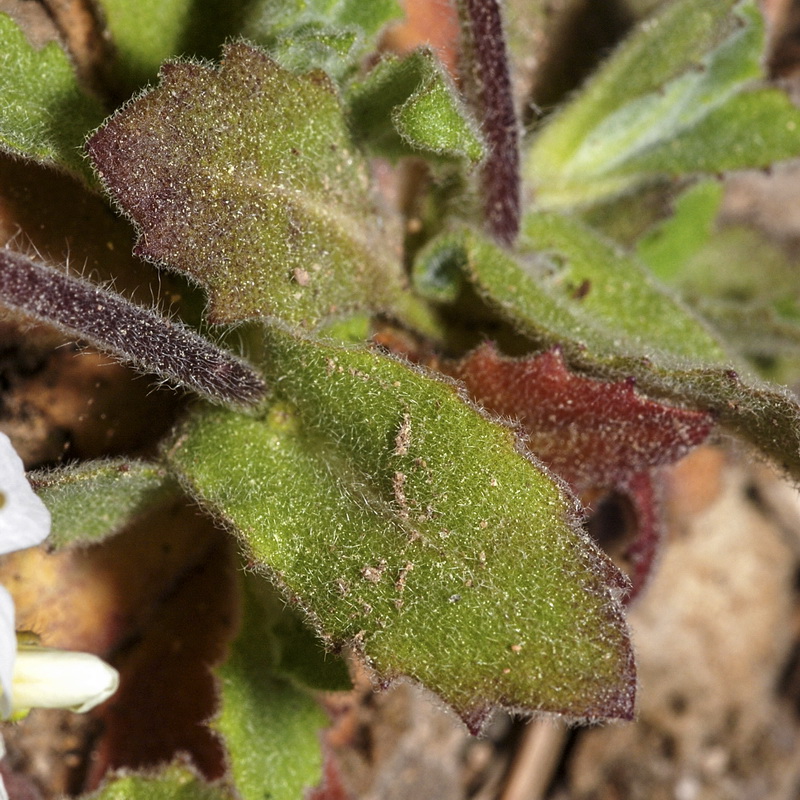 Arabis alpina.07