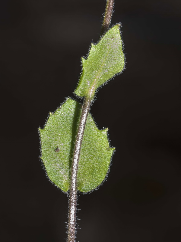 Arabis alpina.08