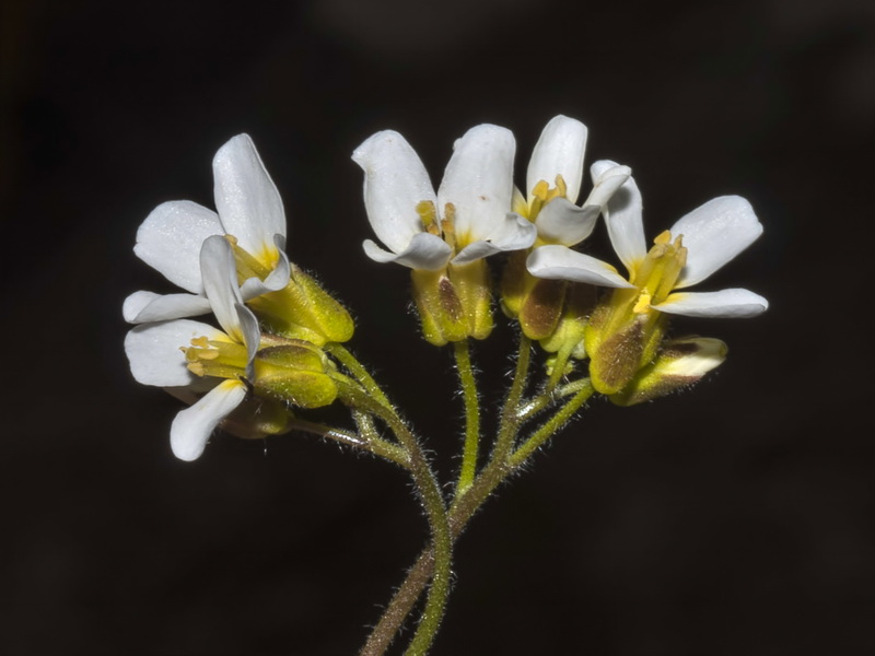Arabis alpina.11
