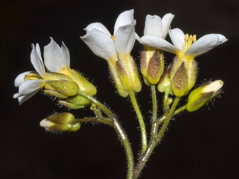 Arabis alpina.12