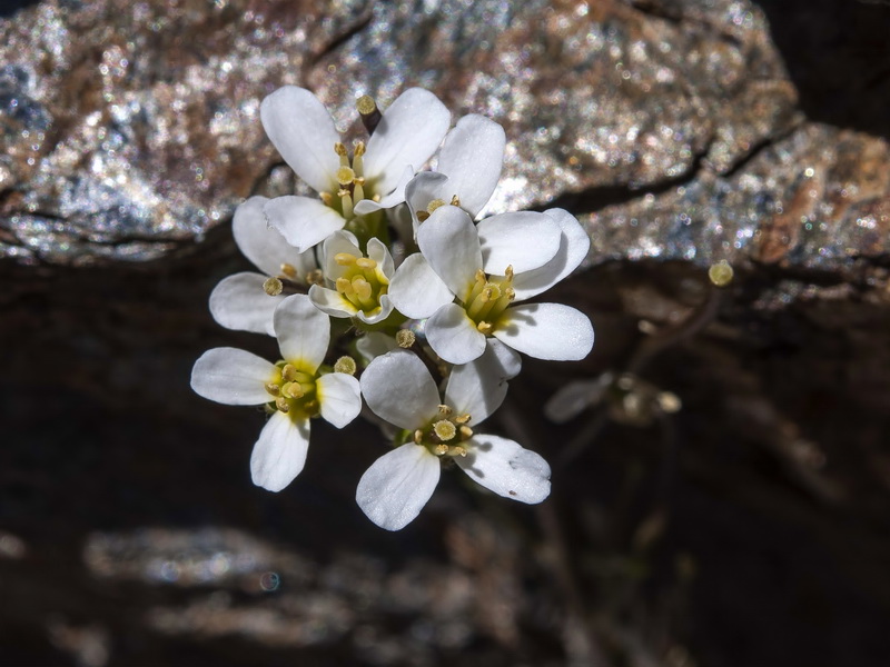 Arabis alpina.14