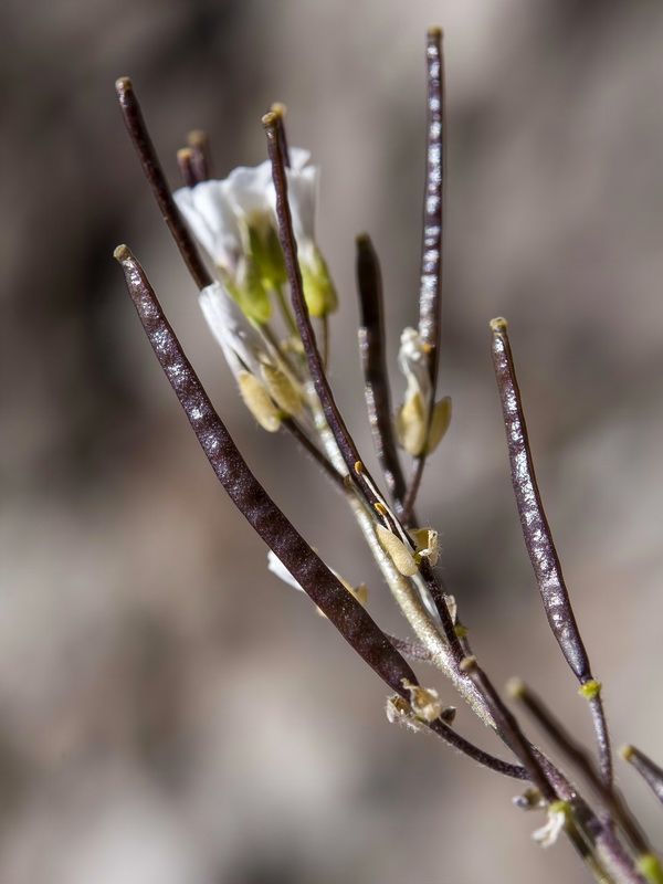 Arabis alpina.16