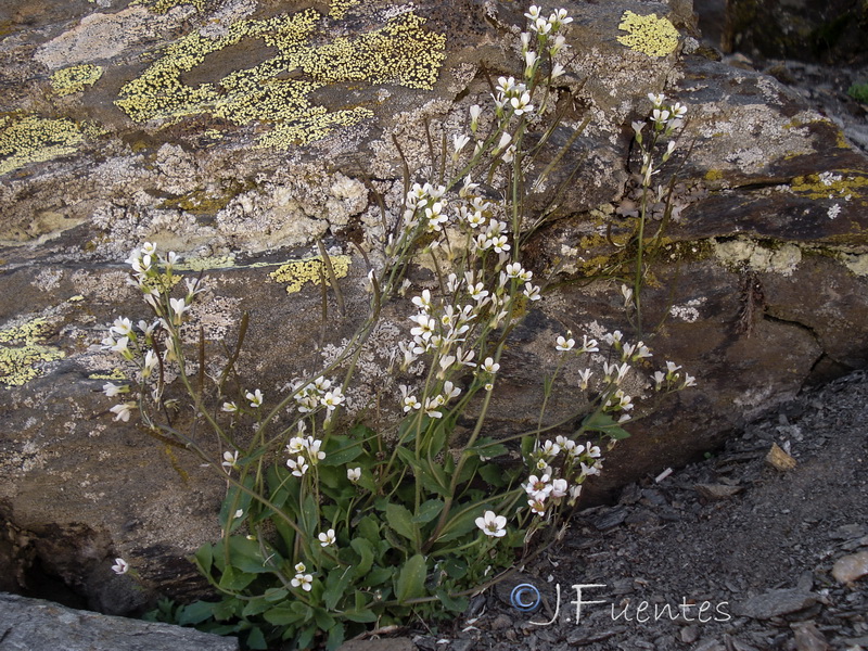 Arabis alpina.17
