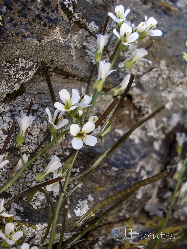 Arabis alpina.20