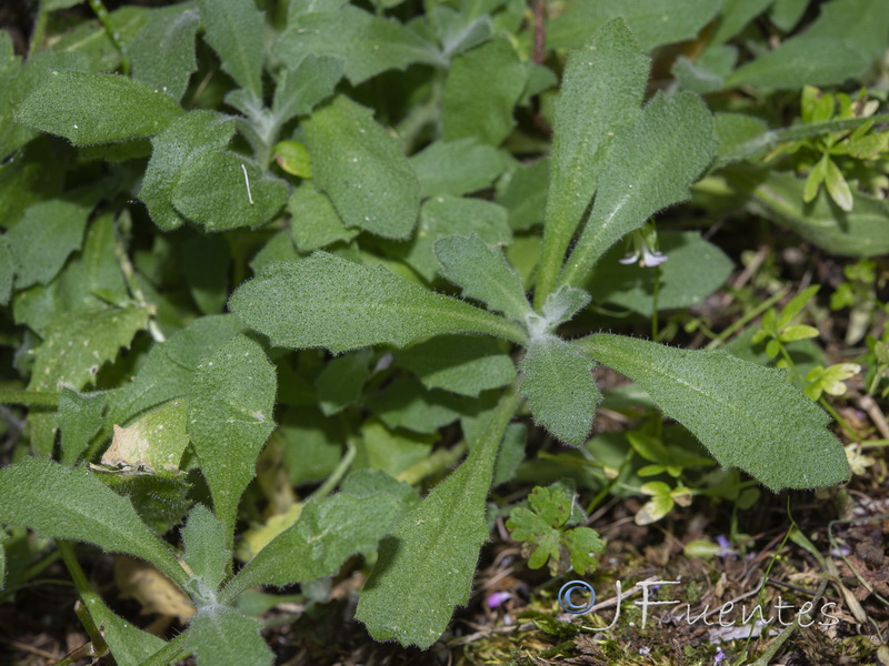 Arabis alpina.18
