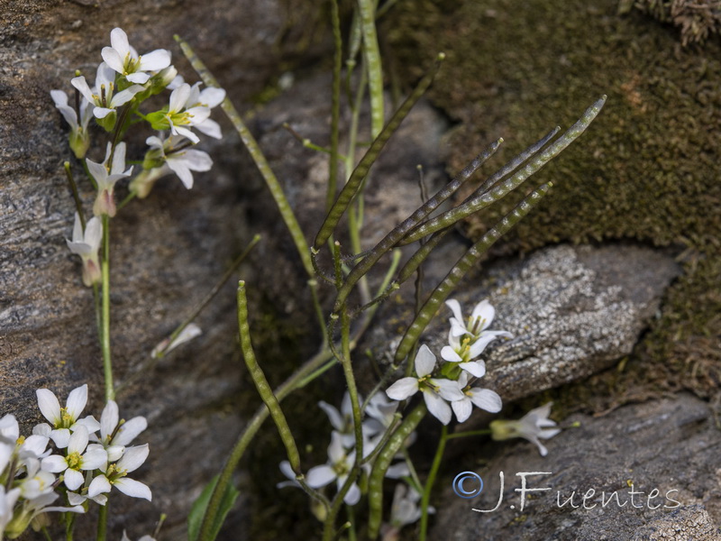 Arabis alpina.25