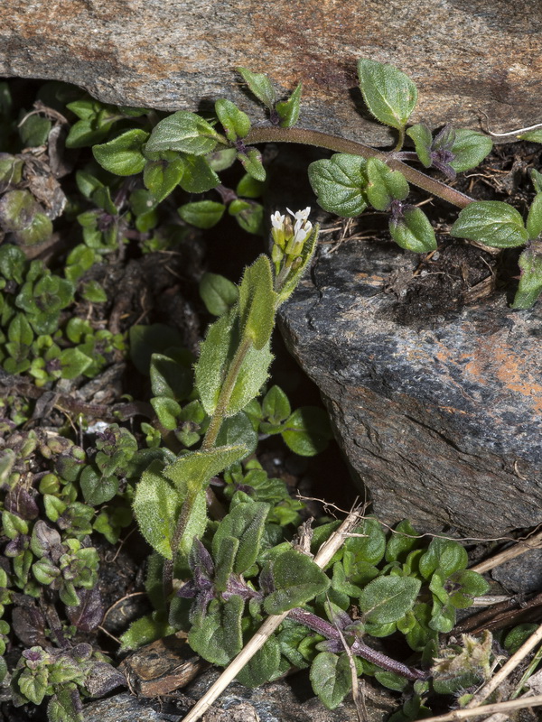 Arabis auriculata.01