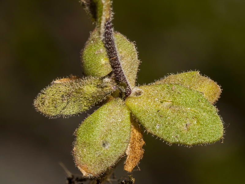 Arabis auriculata.03
