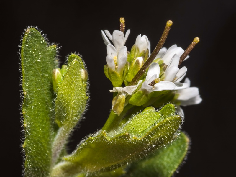 Arabis auriculata.06