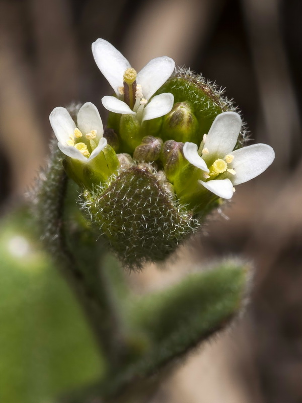 Arabis auriculata.08