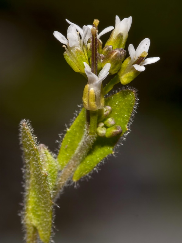 Arabis auriculata.09