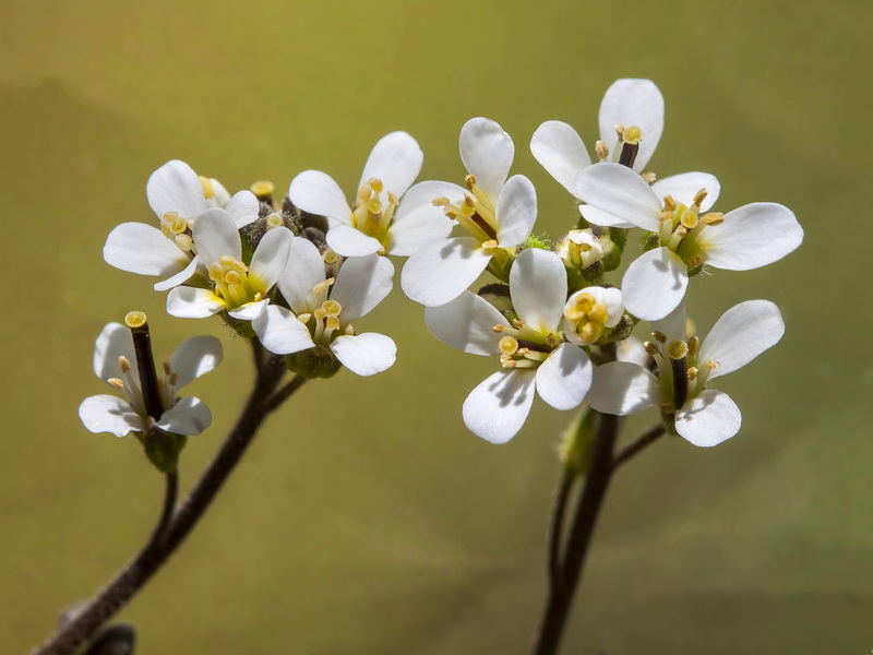 Arabis auriculata.10
