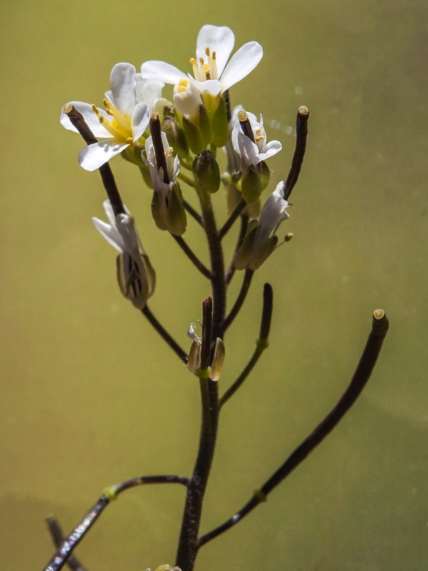 Arabis auriculata.12