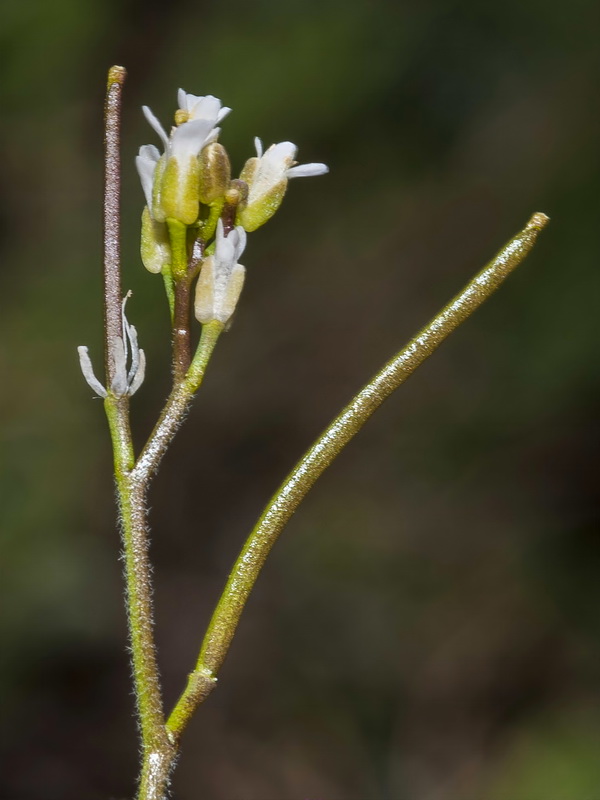 Arabis auriculata.13