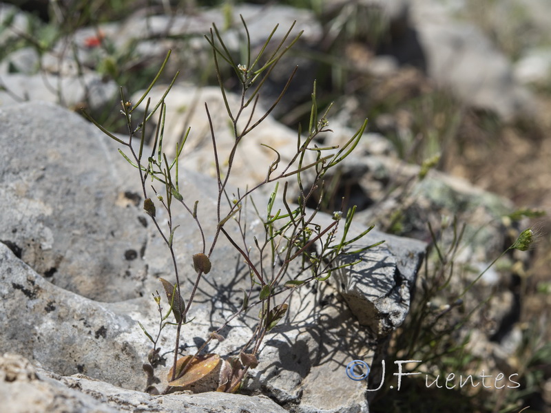 Arabis auriculata.14