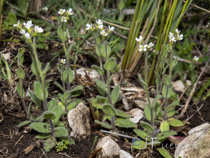 Arabis auriculata.17