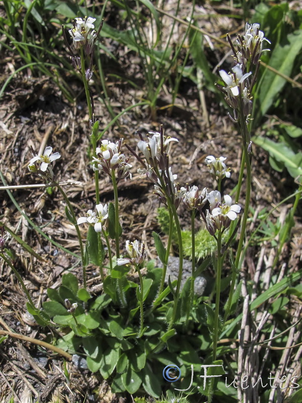 Arabis margaritae.03