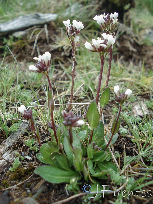 Arabis margaritae.04