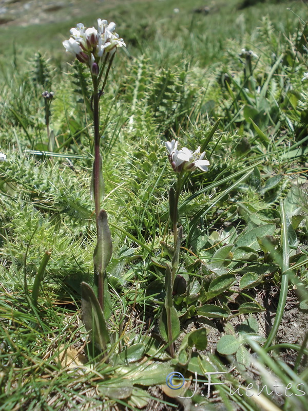 Arabis margaritae.05