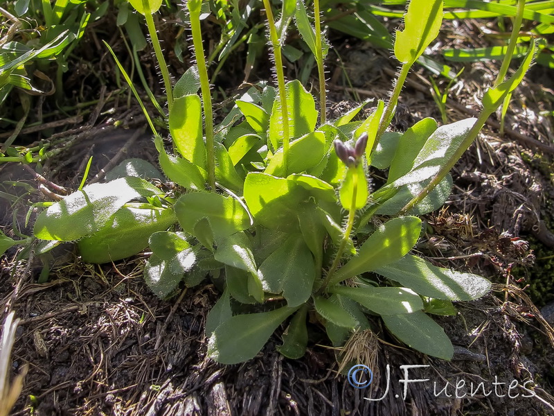 Arabis margaritae.07