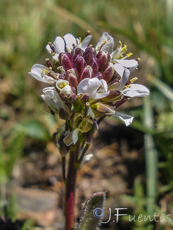 Arabis margaritae.09