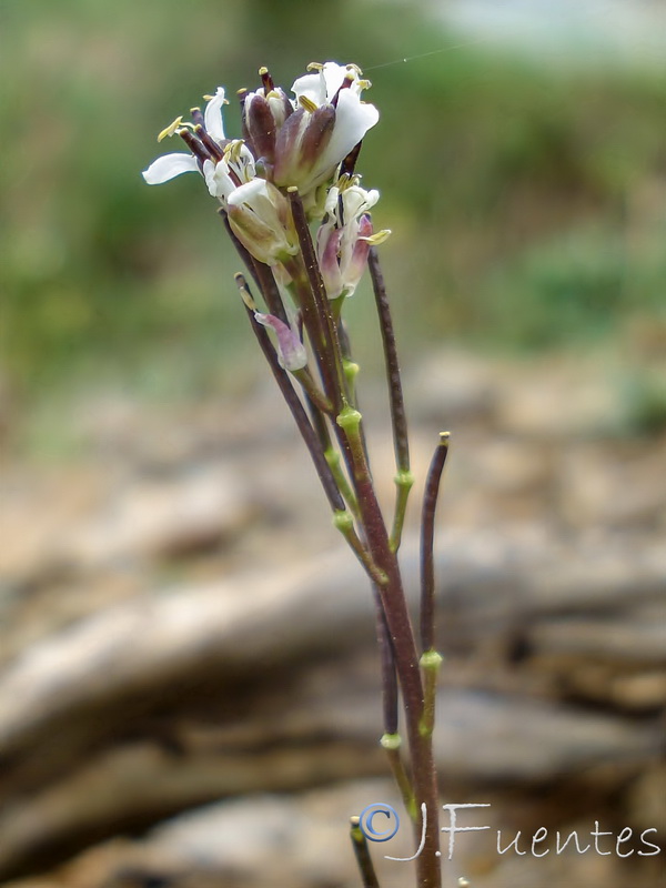 Arabis margaritae.14