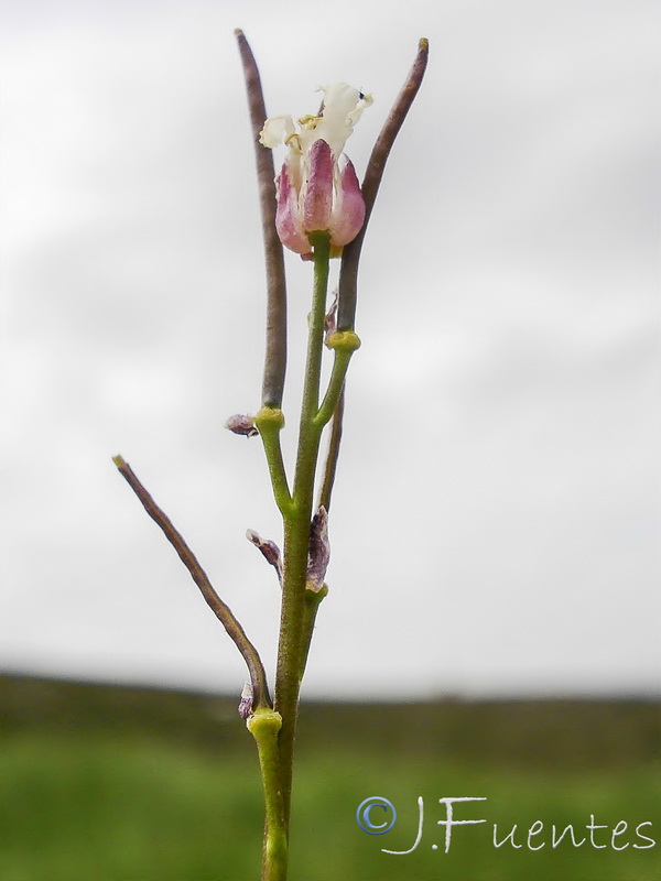 Arabis margaritae.16