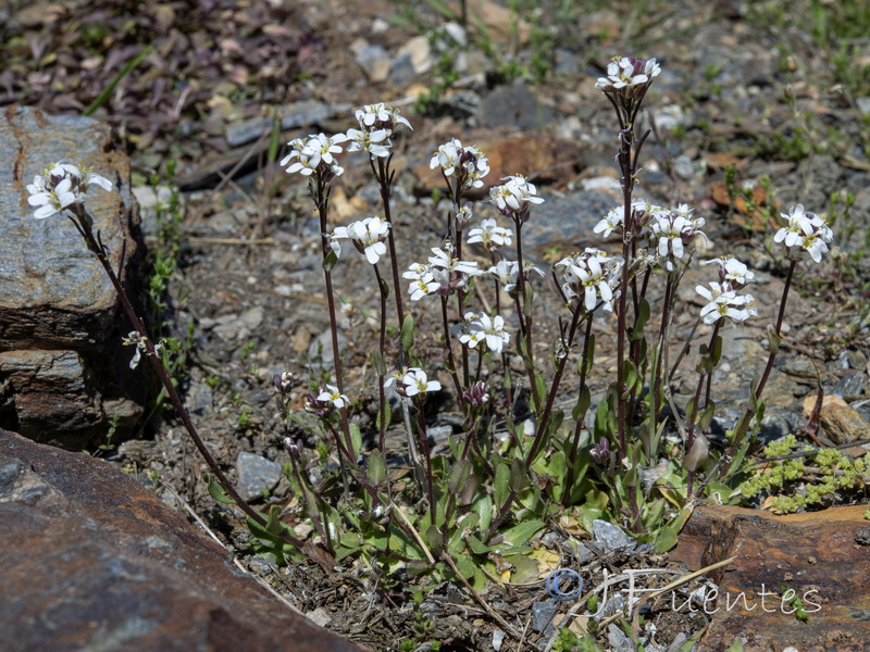 Arabis margaritae.17
