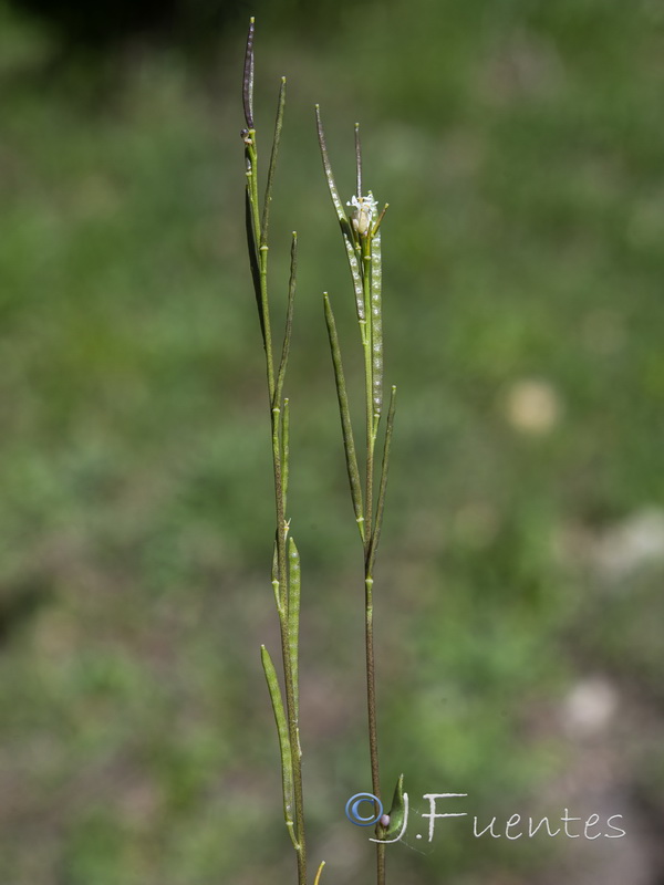 Arabis margaritae.19