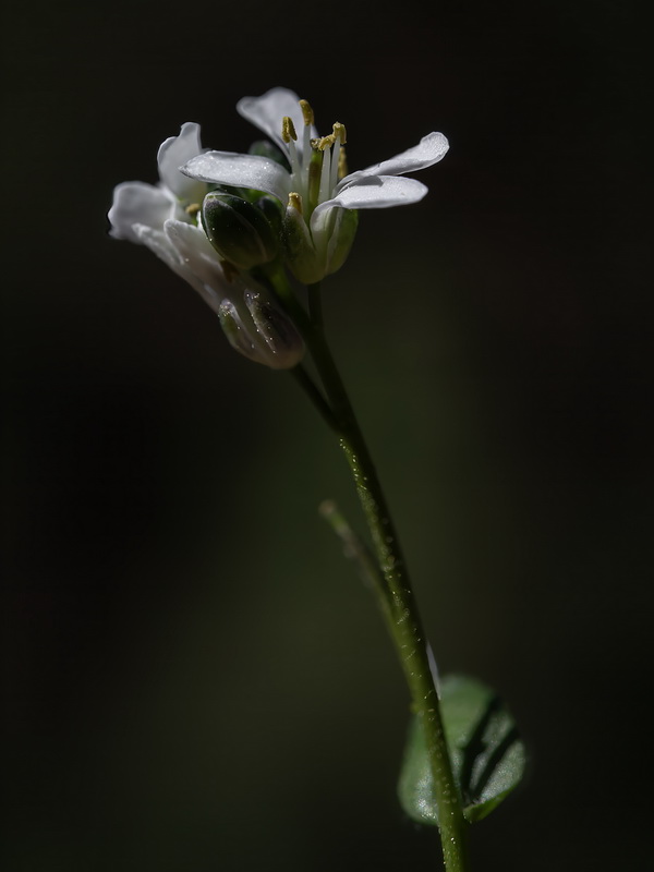 Arabis margaritae.22