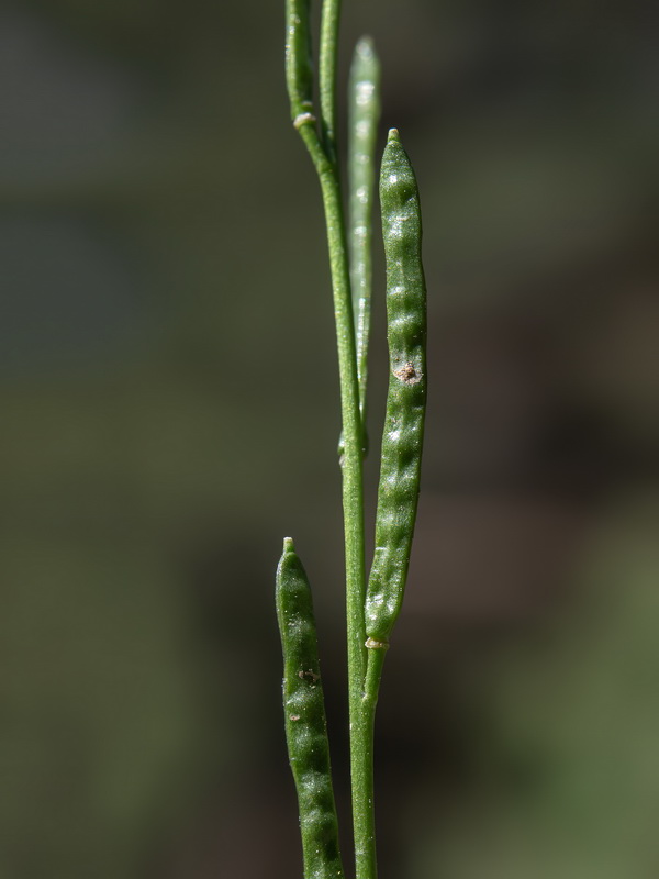 Arabis margaritae.23