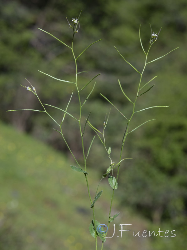 Arabis nova iberica.01