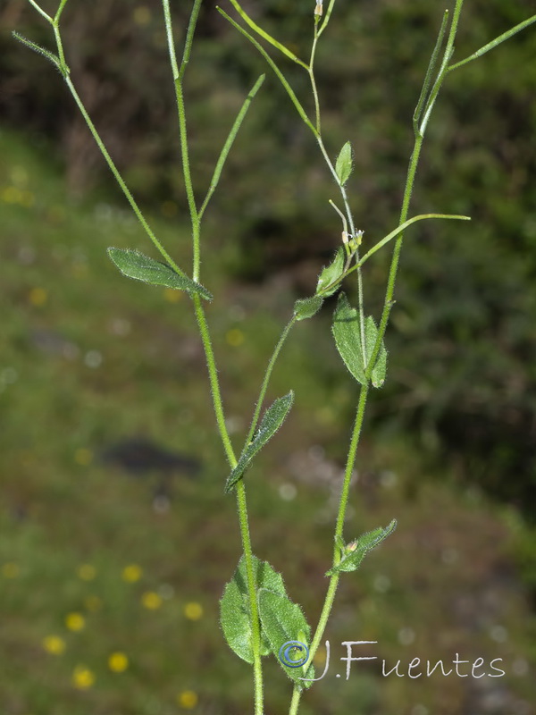 Arabis nova iberica.02