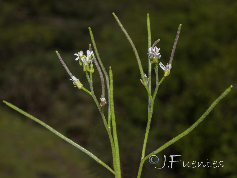 Arabis nova iberica.04