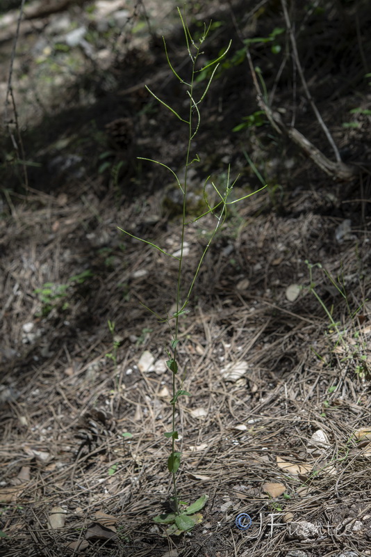Arabis nova iberica.05