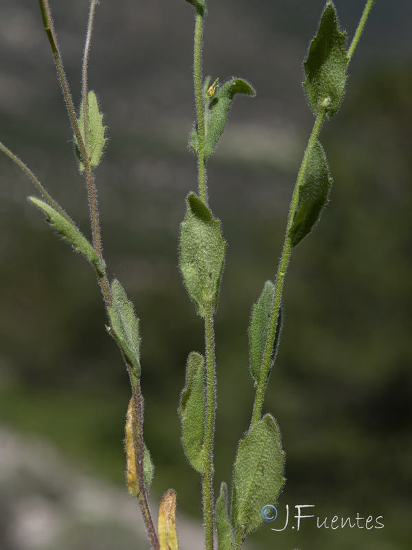 Arabis nova iberica.06
