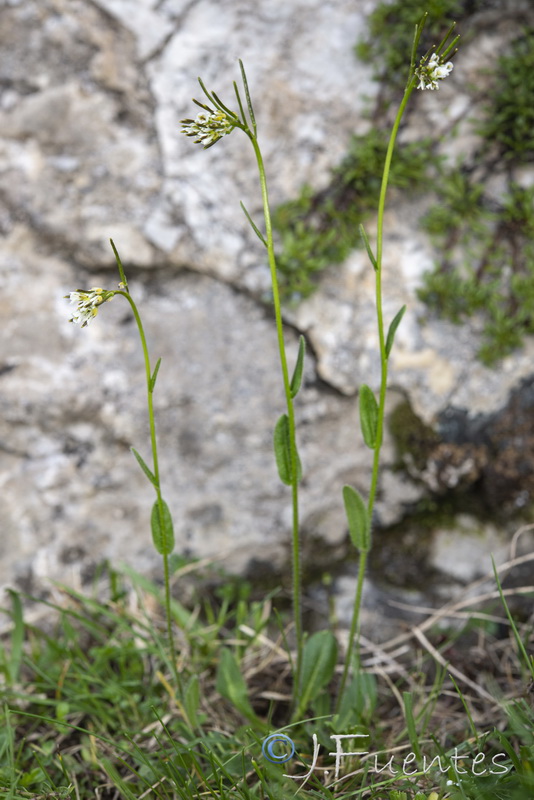 Arabis nova nova.01